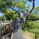 퐁낭퐁낭 이미지