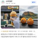 요망진시온청과