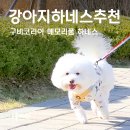 메모리펫 | 빌드업 강아지하네스 추천, 구비펫 메모리폼 H하네스 비숑 착용 후기