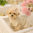 댕그르르 이미지