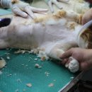 장화신은 고양이 & 강아지 미용 이미지