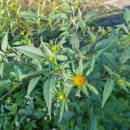 도깨비풀 이미지