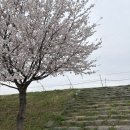 임고초등학교 | 영천 곰들덤공원 벚꽃 실시간 개화상황 26.4.3 임고선원강변캠핑장