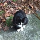 까망이PC 이미지