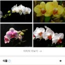 호접란:팔레놉시스(Phalaenopsis) 이미지