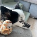 댕댕레시피 | [펫샴푸] 훌라댕댕 그린레서피 강아지천연샴푸 사용 후기