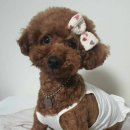 메씨엘리 이미지