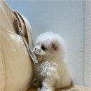 리몽드 네이버블로그