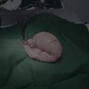 채플린동물병원 이미지