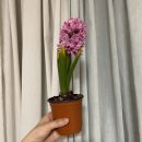 서울역 만리동 꽃집 채송화