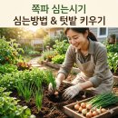 종구농장 | 쪽파 심는시기, 심는방법, 텃밭에 키우는법
