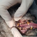 유동물의료센터 이미지