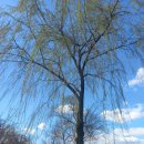 한밭수목원 동원 이미지