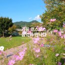 진안읍 석곡마을길 | 전남 곡성가볼만한곳 석곡 코스모스 음악회 초대가수 일정, 주차장 축제 여행