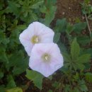 우포가시연꽃마을 이미지