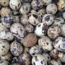 대한메추리 이미지