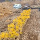 황금수퍼 이미지