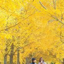 은행나무사거리1 이미지