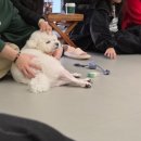 안녕 강아지 | 미사 상주견 카페 안녕강아지 내돈내산 후기 강아지들이 사람을 너무 좋아함