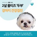 푸른동물병원 | 강아지 건강검진 항목, 2살 몰티즈 안양 푸른힐동물병원 베이직 건강검진 후기