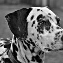 101마리 애견 이미지