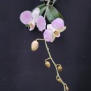 Phalaenopsis sanderiana 이미지
