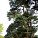 생명의 숲 이미지