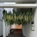 피키래빗 이미지