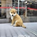 플레이독 네이버블로그