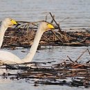 동읍1200 이미지