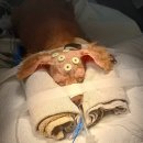 비엔동물전문의료센터 | 2025/12/26 부천 비엔동물의료센터 브레인네비게이션 뇌종양수술 백업후기