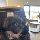 스왈로우 | [영종 카페]🐶 영종도 애견동반 카페 추천, 감성 가득한 '스왈로우 가든&amp;카페' 솔직 후기!