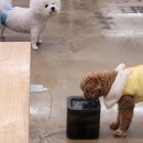강아지를부탁해(돌봄) | 의정부 실내 애견카페 비어마이독 강아지 돌봄 이용해 본 후기