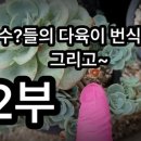 선수?들의 다육이 번식 방법 그리고 물러갈때 방치?방법 이미지