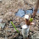 대목2천 이미지