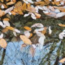 금빛솔여울에든가오름 이미지