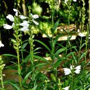 꿀풀과의 여러해살이풀 꽃범의꼬리(Physostegia) 이미지