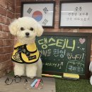 댕스티니 - 전주시 완산구 홍산북로 59-12 | 댕스티니