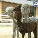 알파카