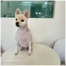 멍뭉살롱 이미지