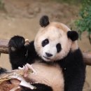 루이바오🐼 파리가 칭구하자고 하던 죽마니 시절ㅋㅋㅋ 이미지