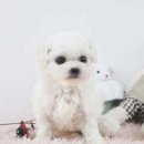 완짱
