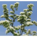 이팝나무 펜션 이미지