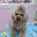 복슬 강아지미용실 이미지