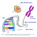 ■ 수학 &#39;행렬&#39; 이용해서 게놈 3차원 구조 풀었다. 이미지