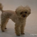 아지케어 이미지