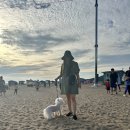 숙희민박 | 인천 가볼만한곳 추천 무의도와 소무의도 하나개해수욕장 후기