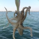 서해쭈꾸미 | 서해 쭈꾸미낚시 체험 태안 배낚시 후기 1박2일 안면도 펜션 추천