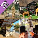 보도중로2-17 | 치앙마이 여행 나이트 사파리 후기– 입장료, 트램, 공연 시간 총정리