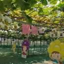 송산농장 | 생생정보 수확의 달인 경기도 화성 포도 농장 체험 송산 포도팜스토리(+위치 체험예약 바로가기)